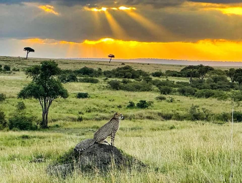 Leruk Maasai Mara Camp Hotel Sekenani Екстериор снимка