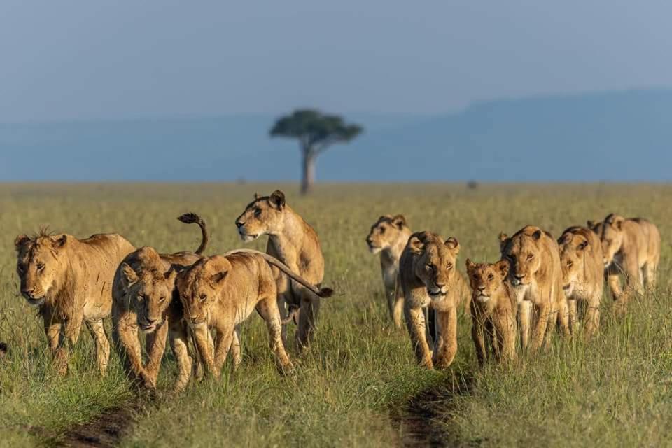 Leruk Maasai Mara Camp Hotel Sekenani Екстериор снимка