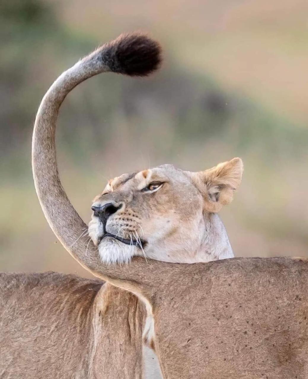 Leruk Maasai Mara Camp Hotel Sekenani Екстериор снимка