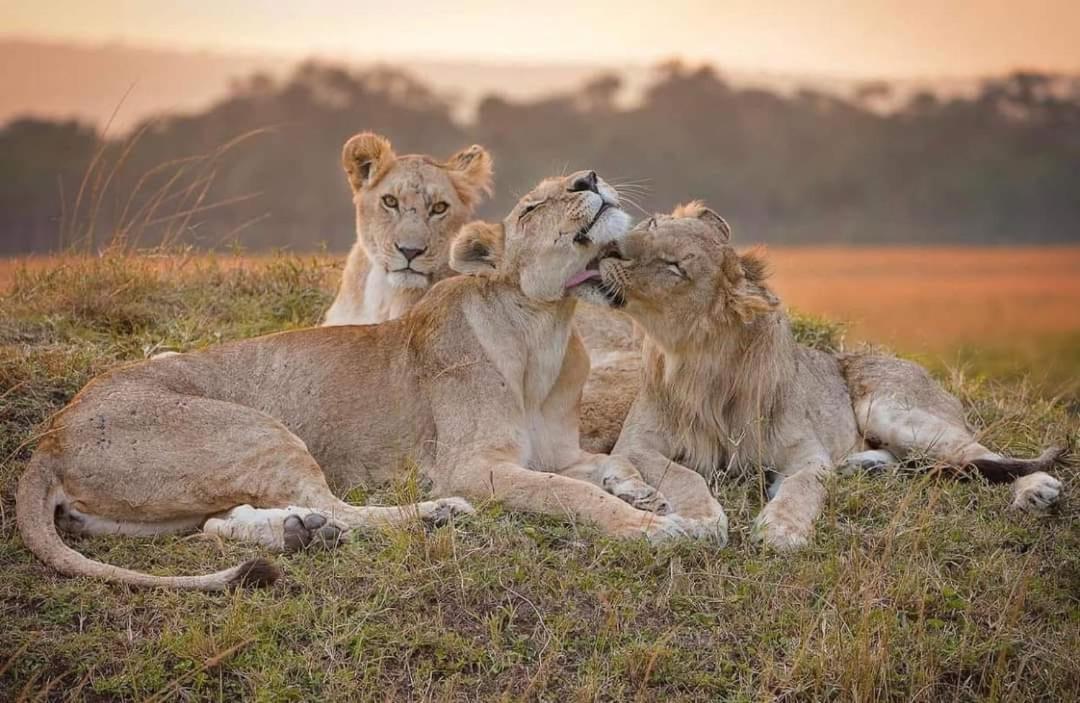 Leruk Maasai Mara Camp Hotel Sekenani Екстериор снимка