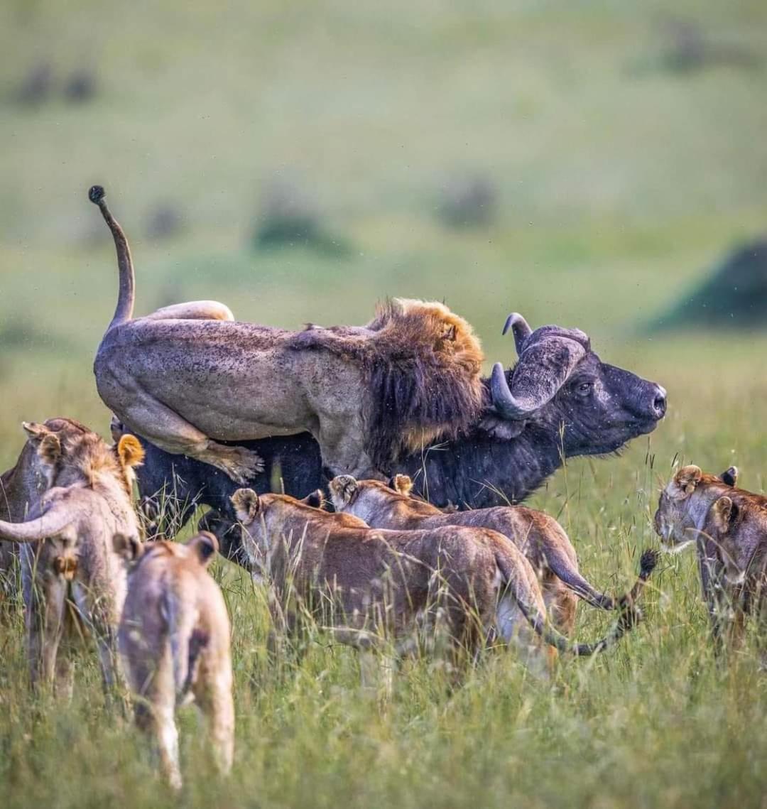 Leruk Maasai Mara Camp Hotel Sekenani Екстериор снимка
