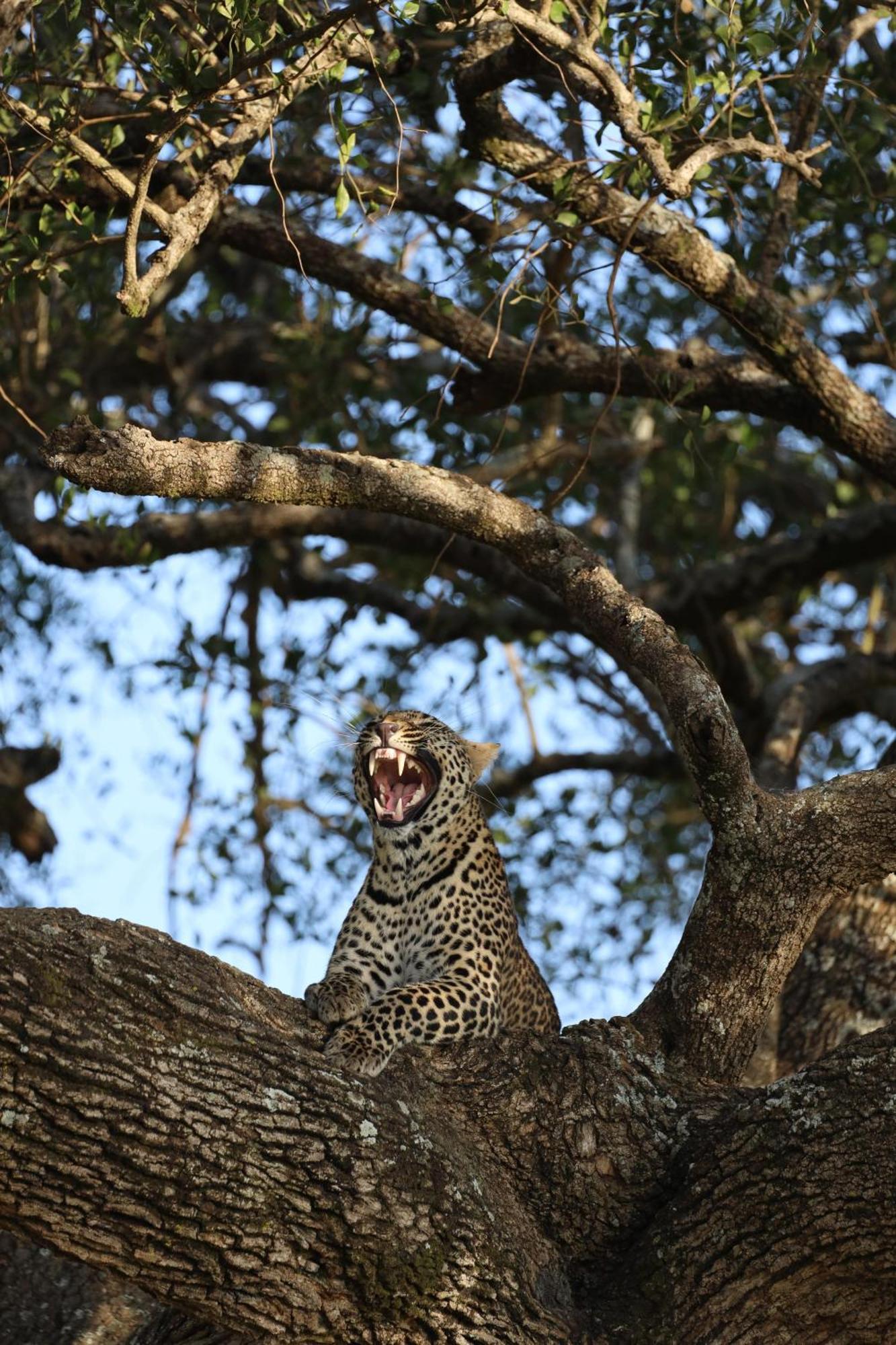 Leruk Maasai Mara Camp Hotel Sekenani Екстериор снимка